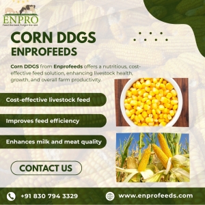 Benefits of Corn DDGS in Animal Nutrition – Enpro Feeds
