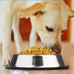 How to Establish a Healthy Daily Schedule for Your Puppy