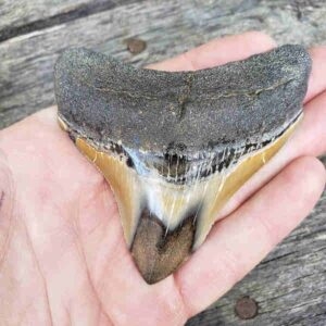 Want to Look Jawsome? Try a Shark Tooth Necklace That Bites Back!