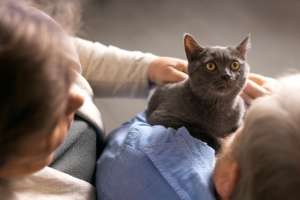 Understanding Russian Blue Cat Prices: A Look at HappyPawsUS