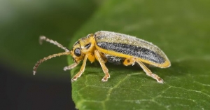 What Are Elm Leaf Beetles and How to Protect Your Trees