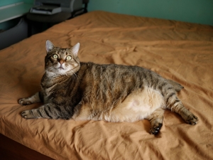 Why Sudden Weight Loss Could Mean Liver Infection in Cats?