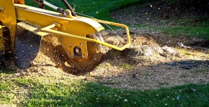 What Really Happens to Tree Roots After Stump Grinding