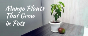 Mango Plants That Grow in Pots: Best Grafted Varieties for Home Garden