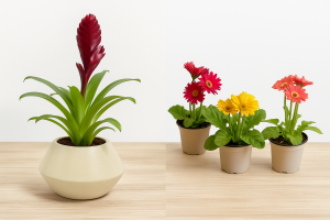 Aloe Vera Plants and Anthurium: The Perfect Duo for Your Home