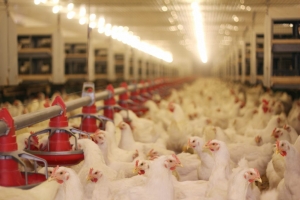 10 Reasons to Invest in Lighting for Chickens