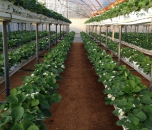 Coco Coir Grow Bags for Strawberries – A Sustainable Solution for Modern Farming