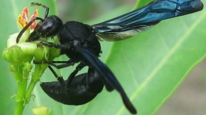 Are Black Wasps in Texas Attracted to Light?