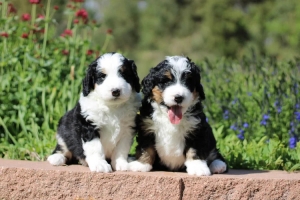 A Complete Guide to the Best Bernedoodle Breeders California Dog Lovers Trust