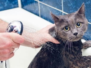 Pampered Pups: Why Choosing the Right Dogs Full Grooming Service in Indianapolis IN Makes All the Difference