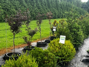 Garden Center Near Me: Why Caney Creek Nursery is Your Go-To Destination