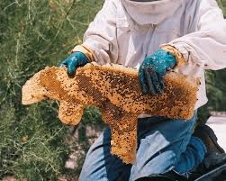 Professional Wasp Control Services for a Safer Home