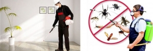 Fast & Friendly Pest Control Services in Grand Prairie