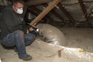 Why a Pest Inspection Adelaide is Essential for Your Property