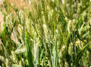 The world needs durum – A Canadian Farmer perspective Why Canadian Farmers Need Stronghold Durum Seed