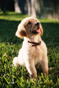 Combat Aging: The Power of Supplements for Senior Dogs