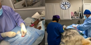 Recognizing True Pet Emergencies vs. What Can Wait