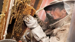 Protecting Your Home and Family from Bee Infestations