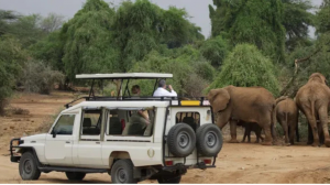 Visit Mamba Village: Enjoy the Adventure of a Crocodile Farm in Nairobi