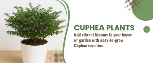 Cuphea Plants: A Complete Guide to Growing Cuphea Hyssopifolia
