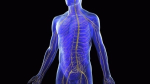 Regulate Your Nervous System: The Missing Link in Healing and Movements