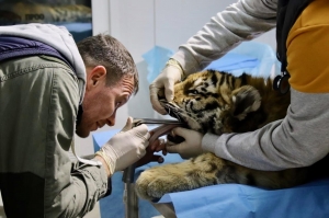 Exotic Wildlife Veterinary Services | Expert Care at Wildlife DVM