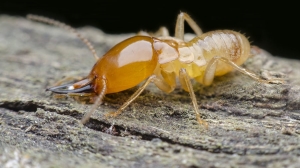 What You’re Really Paying for in Termite Treatment Costs