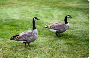 Reliable Pet Waste Removal Services in Kalamazoo: Keeping Yards Clean and Families Happy!