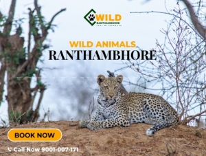 Ranthambore Canter Safari Booking