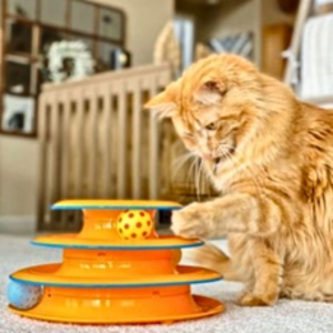 Petstages Tower of Tracks: The Ultimate Cat Toy for Endless Fun