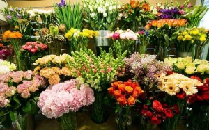 Premium Blooms Flowers by expert professionals at Flowers Mart