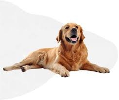 Dog Poop Pick Up North Las Vegas: Keep Your Yard Clean and Healthy