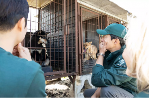 Adopt a Rescued Dog from China | Give a Survivor a Forever Home