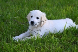 Poop scoop service - Dookie Doctors Pet Waste Removal