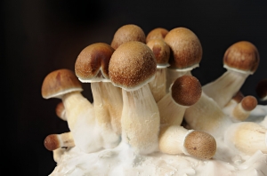 Albino Penis Envy Magic mushrooms