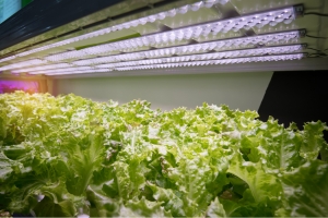 How LED Lighting Affects Plant Taste, Aroma, and Nutrient Density?