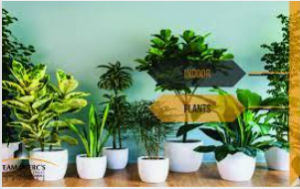 Enhance Your Living Space: Discover the Best Indoor Plants in Karachi