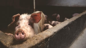 The Role of Gamma Oryzanol in Promoting Healthy Joints in Pigs