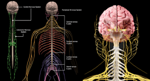 Central Nervous System Therapeutics Market Size & Share Insights 2025–2033