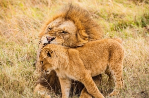 Journey Beyond Borders – Experience the Ultimate Tanzania Safari
