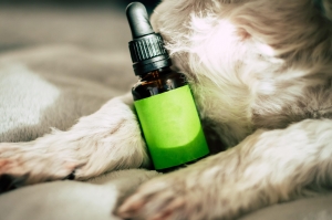 Effective Antibiotics for Dogs – Safe & Vet-Recommended Options