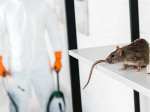 Keeping the Peace: How G’s Pest Control LLC Masters Rodent Control in North Topsail Beach NC
