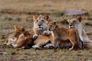 Mombasa Safari and Beach Holiday – Where Wildlife Meets White Sandy Shores