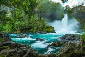 Temperate Rainforest Chile: Discover the Lush Heart of Patagonia