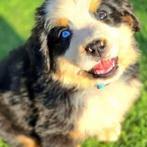 Why Proper Nutrition Is Key for Great Bernese Puppies for Sale?