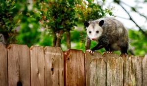 Protecting Your Home from Possums in Melbourne