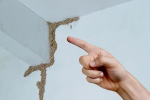 Termite Inspection Atlanta