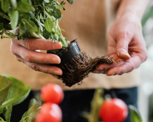List of Easy to Grow Vegetables at Home in India for Beginners