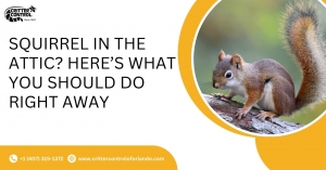 Squirrel in the Attic? Here’s What You Should Do Right Away