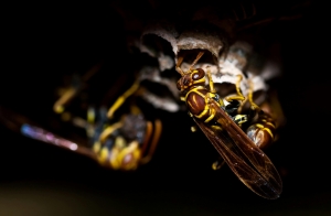 Safe Bee Removal Solutions for Melbourne Homes and Businesses